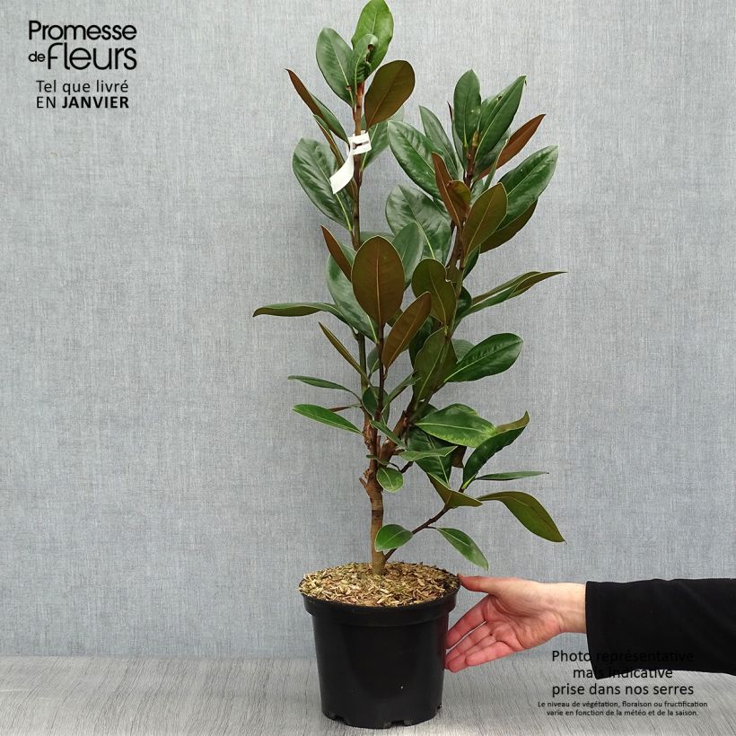 Magnolia grandiflora Treyve en pot de 4/5L Ejemplar entregado en invierno