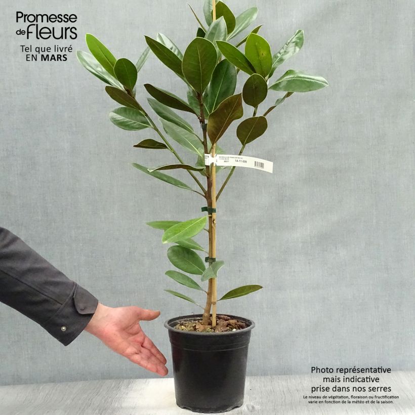 Magnolia grandiflora Treyve en pot de 4/5L Ejemplar entregado en la primavera