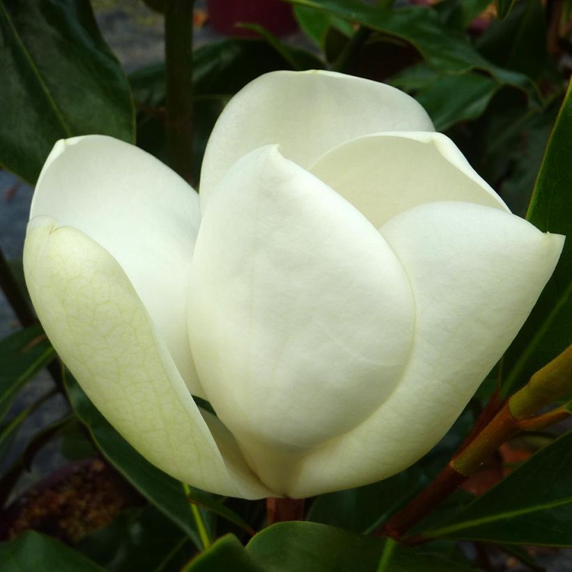 Magnolia grandiflora Kay Parris (Floración)