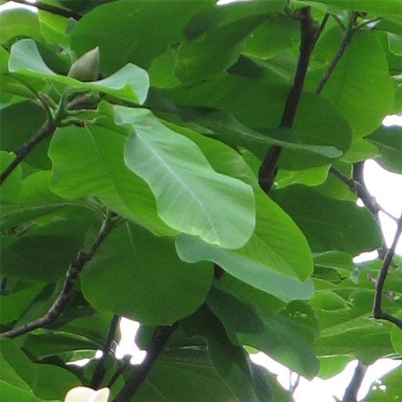 Magnolia hypoleuca (Follaje)