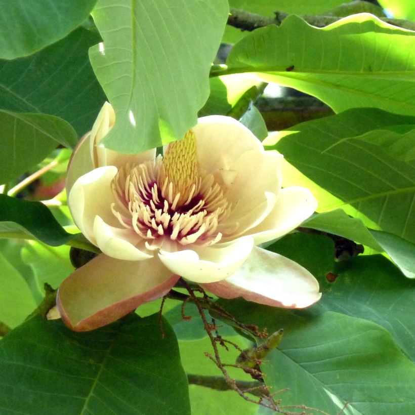 Magnolia hypoleuca (Floración)