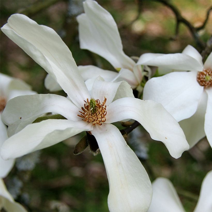 Magnolia kobus - Kobushi (Floración)