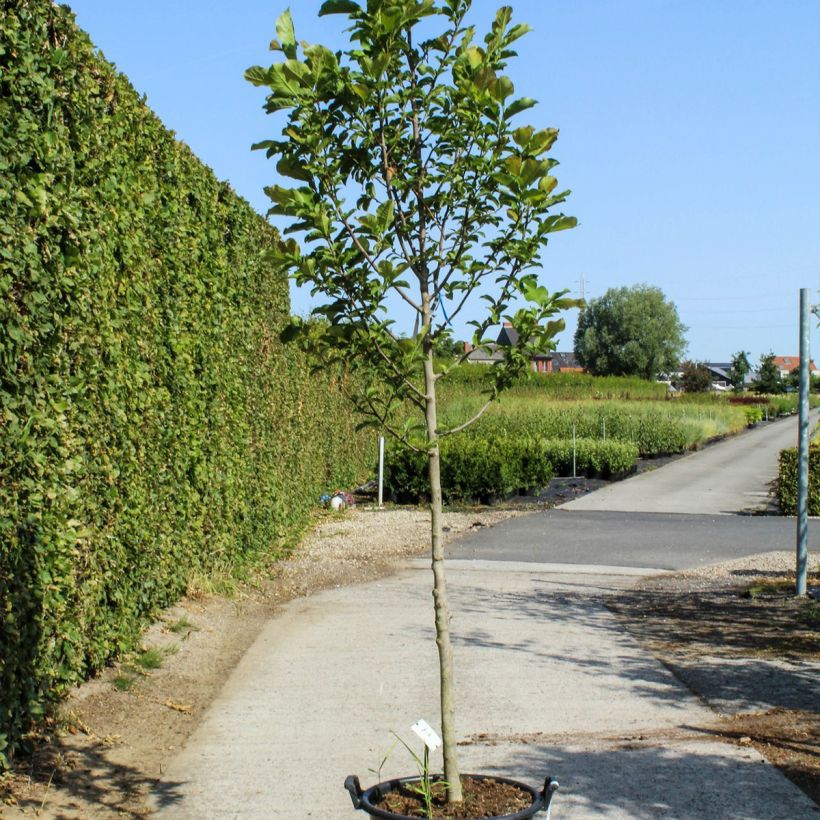 Magnolia kobus - Magnolia de Kobe - Pot de 50L Haute tige 12/14 Ejemplar entregado en la primavera