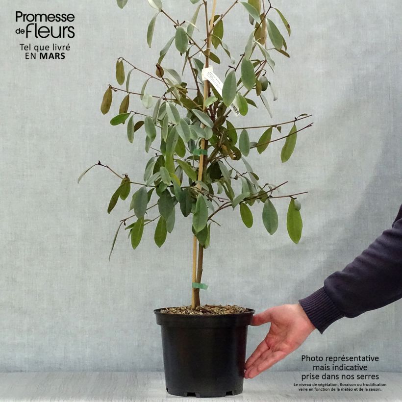 Magnolia laevifolia Achteraan - Michelia yunnanensis Pot de 5L Ejemplar entregado en la primavera