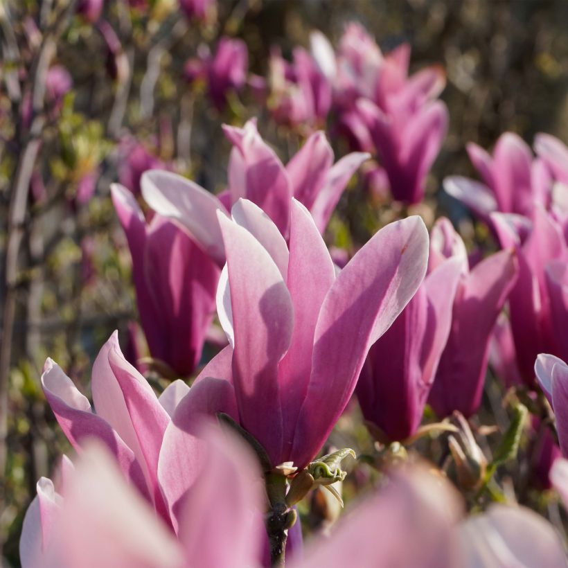 Magnolia liliflora Nigra (Floración)