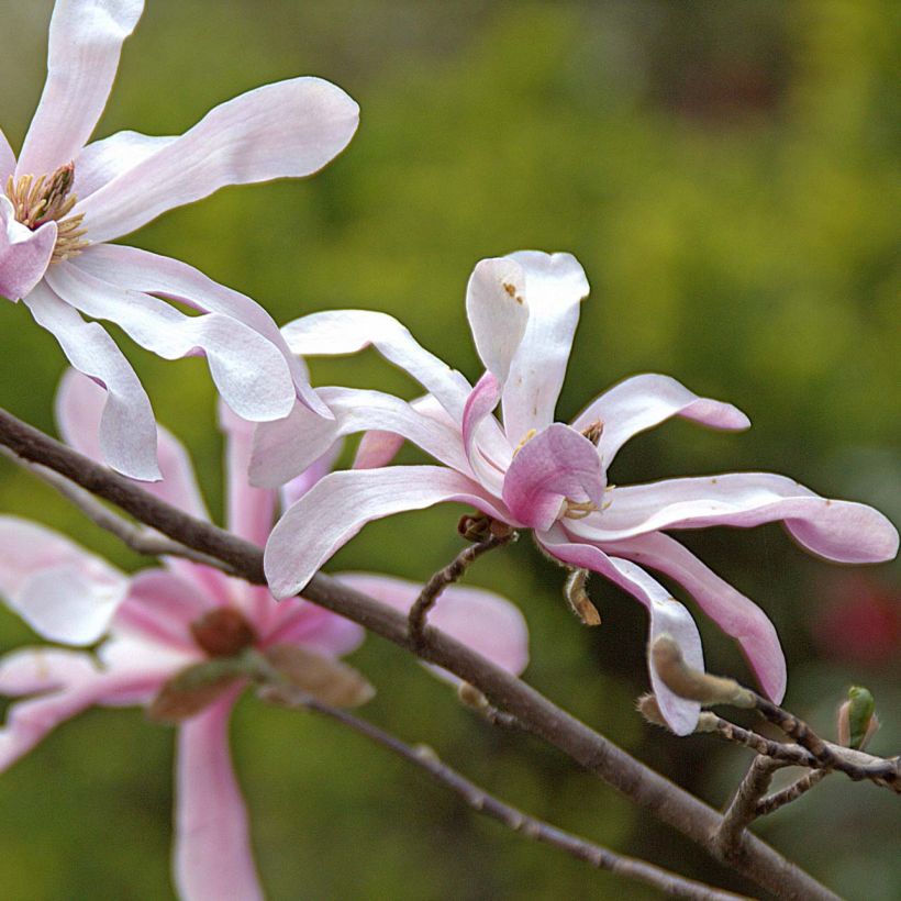 Magnolia loebneri Merrill (Floración)