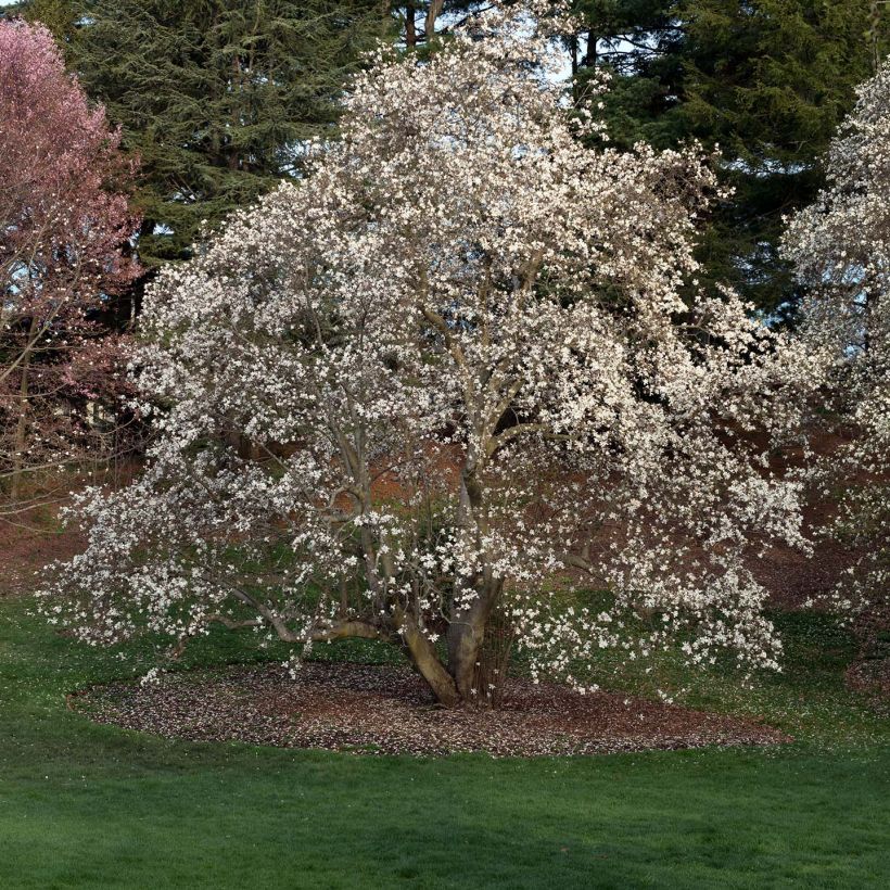 Magnolia loebneri Merrill (Porte)