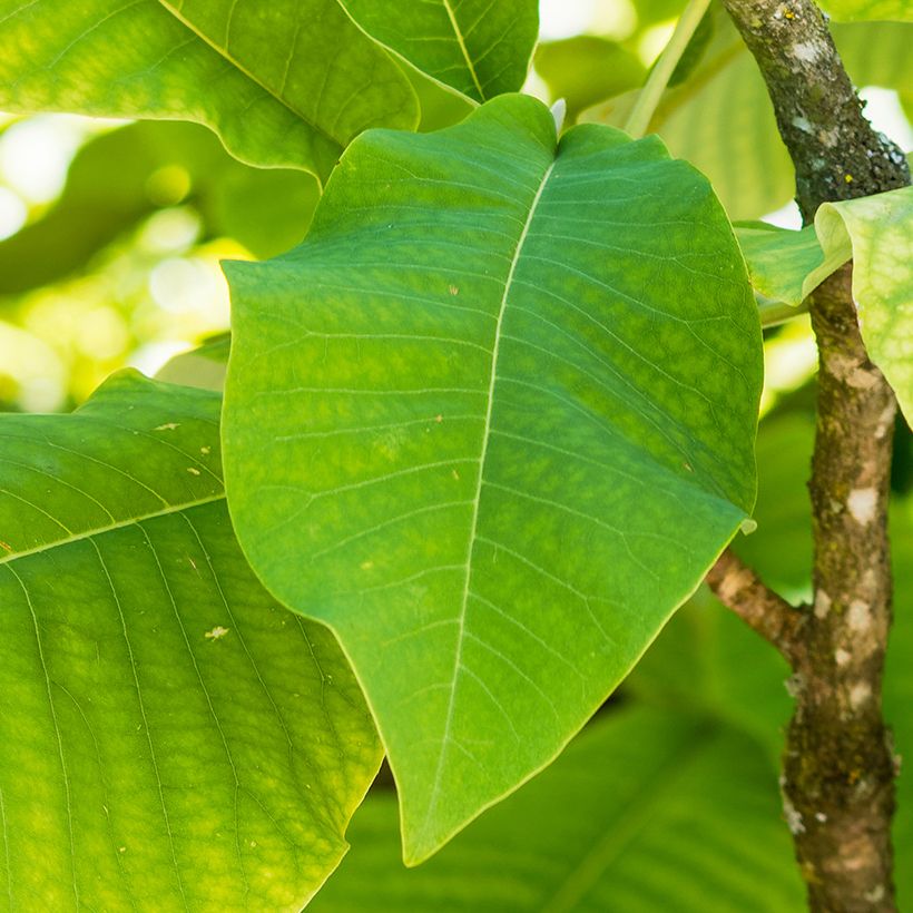 Magnolia macrophylla subsp. ashei - Magnolia de hojas grandes (Follaje)