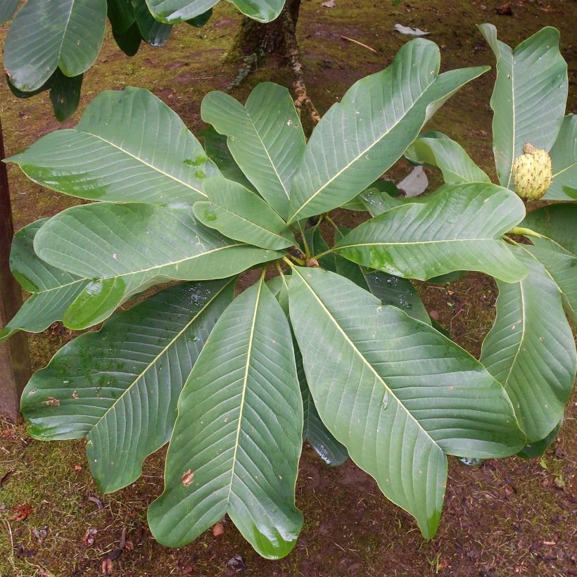 Magnolia officinalis var. biloba (Follaje)