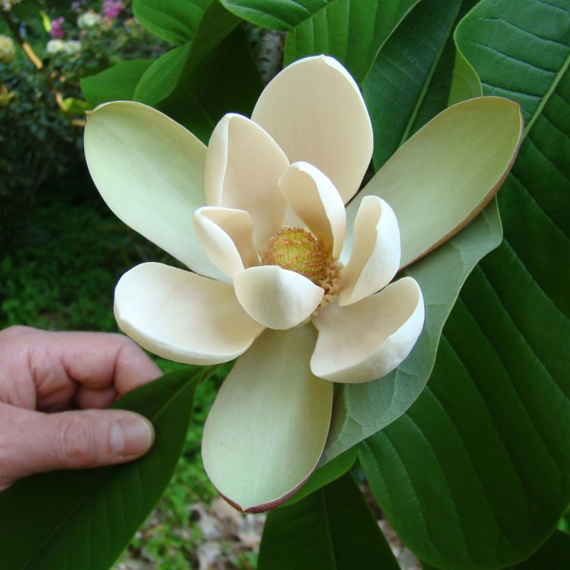 Magnolia officinalis var. biloba (Floración)