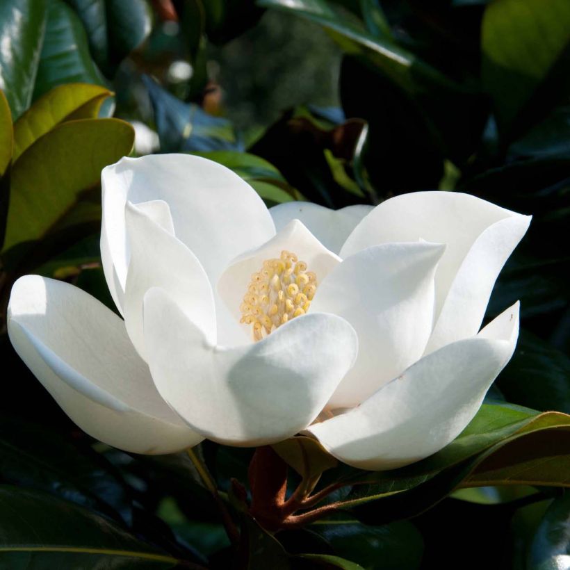 Magnolia grandiflora D.d. blanchard (Floración)