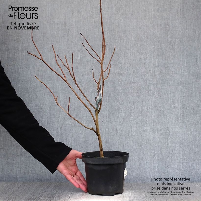 Ejemplar de Magnolia sieboldii 40/50cm en pot de 3.5L entregado en otoño