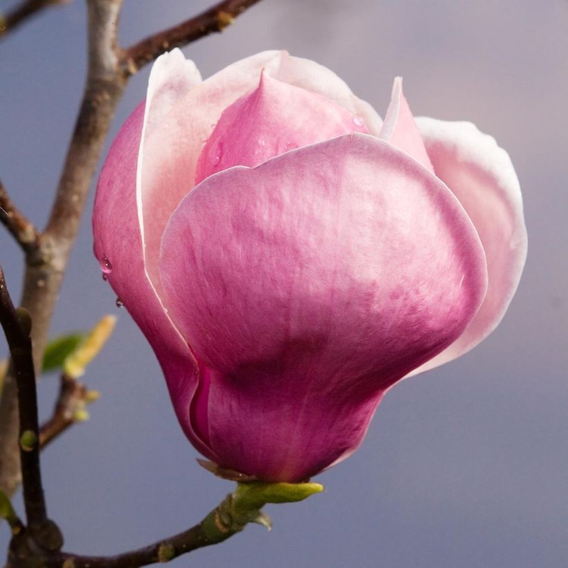 Magnolia soulangeana Lennei (Floración)