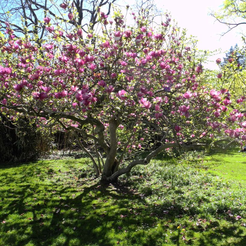 Magnolia soulangeana Lennei (Porte)