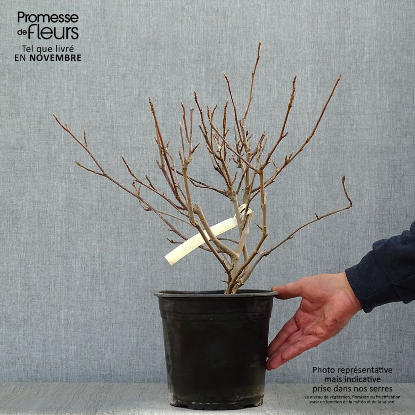 Ejemplar de Magnolia soulangeana - Magnolia de Soulange en pot de 3L/4L entregado en otoño