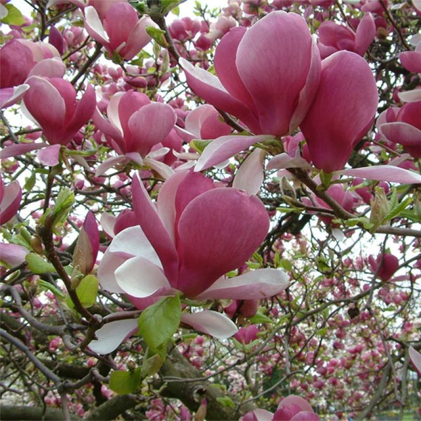 Magnolia soulangeana Rustica Rubra (Floración)