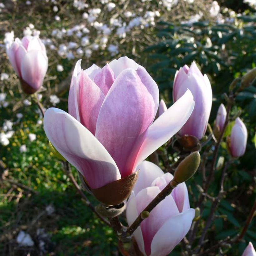 Magnolia soulangeana Satisfaction (Floración)