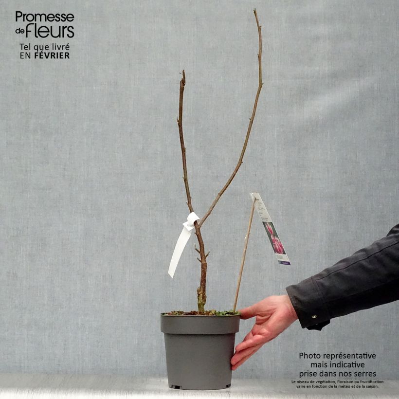 Magnolia soulangeana Satisfaction Pot de 2L/3L Ejemplar entregado en invierno