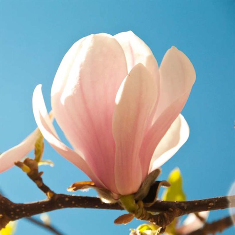 Magnolia sprengeri Pink Beauty (Floración)