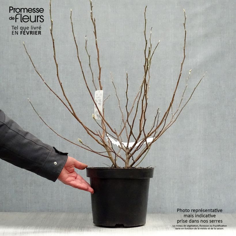 Magnolia stellata - Magnolia étoilé en pot de 7.5l/10L Ejemplar entregado en invierno