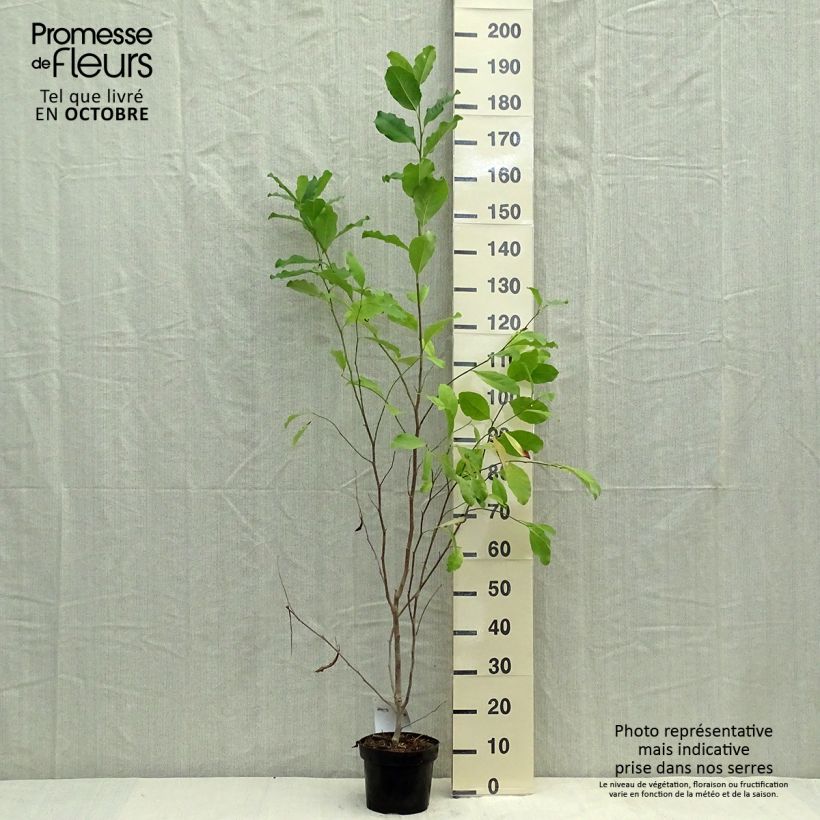 Ejemplar de Magnolia stellata Rosea 40cm en pot de 2/3L - Magnolia étoilé entregado en otoño