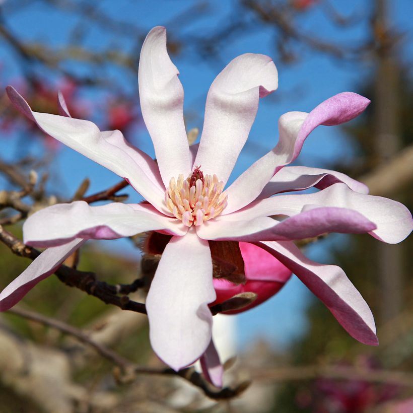 Magnolia stellata Rosea - Magnolia estrellada (Floración)