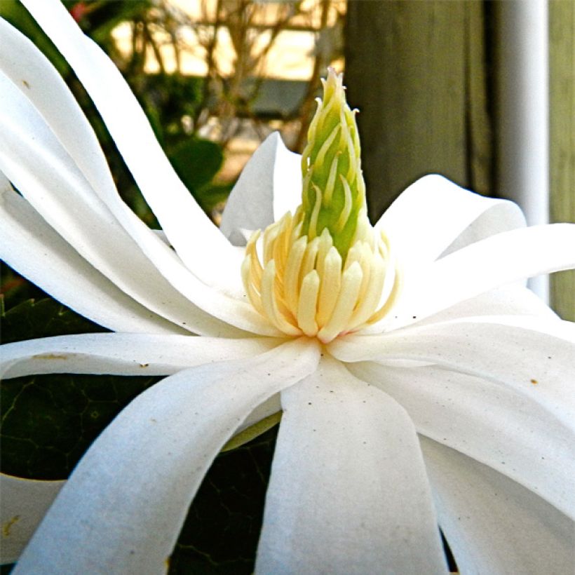 Magnolia stellata Royal Star - Magnolia estrellada (Floración)