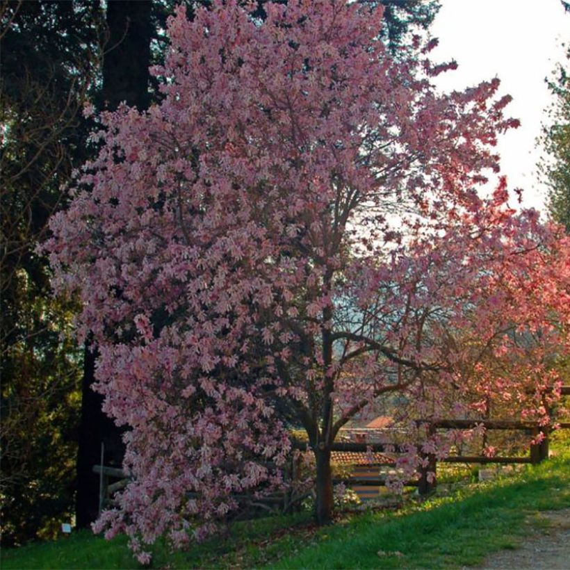 Magnolia stellata Rosea - Magnolia estrellada (Porte)