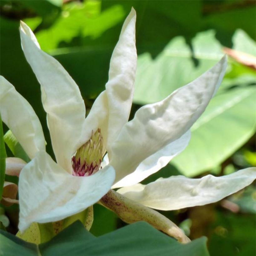 Magnolia tripetala - Arbol paraguas (Floración)