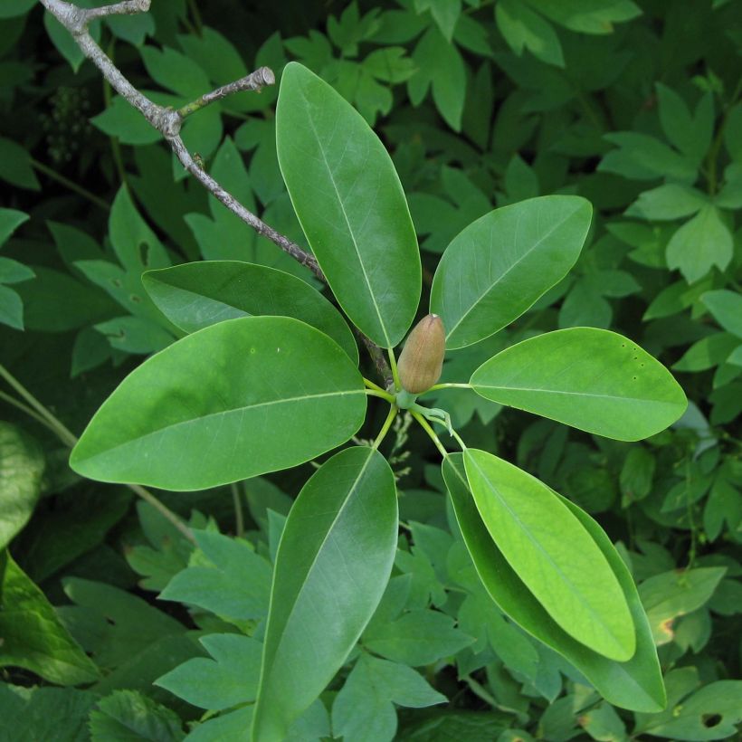 Magnolia virginiana Glauca (Follaje)