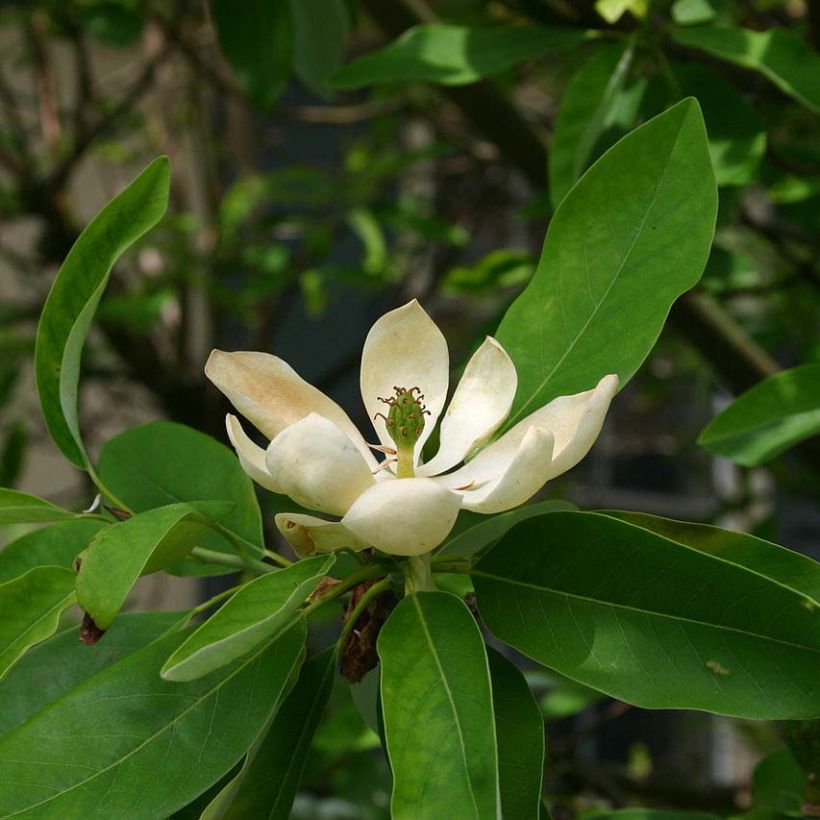 Magnolia virginiana Glauca (Floración)