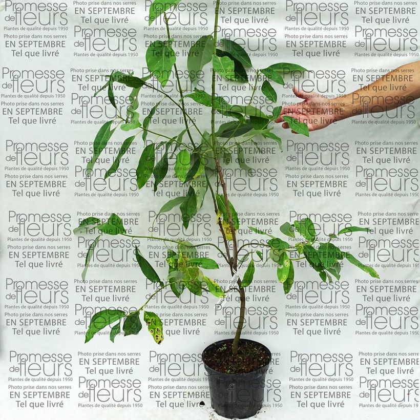 Ejemplo de ejemplar de Magnolia virginiana Glauca - Magnolia de Virginie Pot de 4L/5L tal y como se entrega