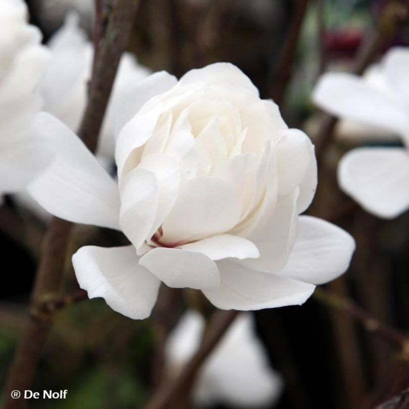 Magnolia loebneri Wildcat (Floración)