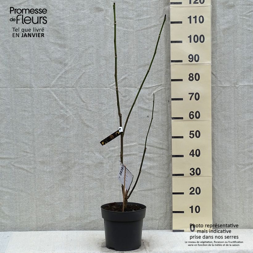 Magnolia x soulangeana Cameo  Pot de 5L Ejemplar entregado en invierno