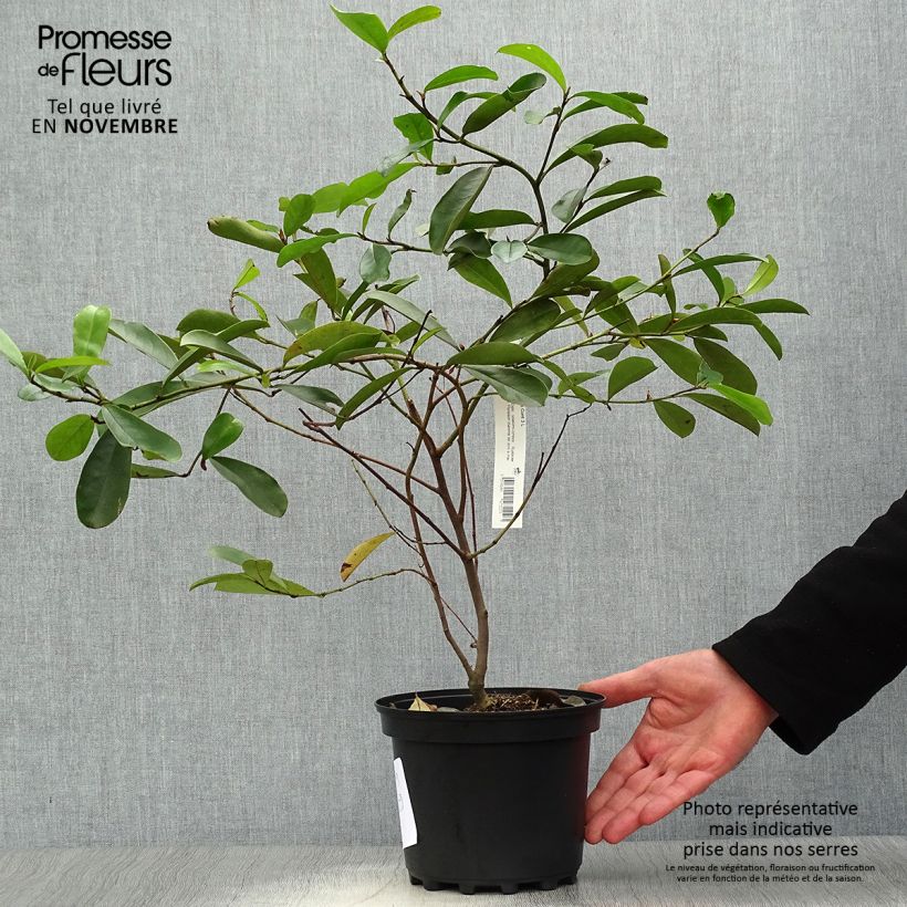 Ejemplar de Magnolia yunnanensis - Michelia Pot de 3L/4L entregado en otoño