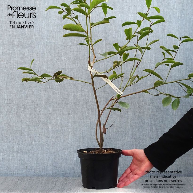 Magnolia yunnanensis - Michelia Pot de 3L/4L Ejemplar entregado en invierno