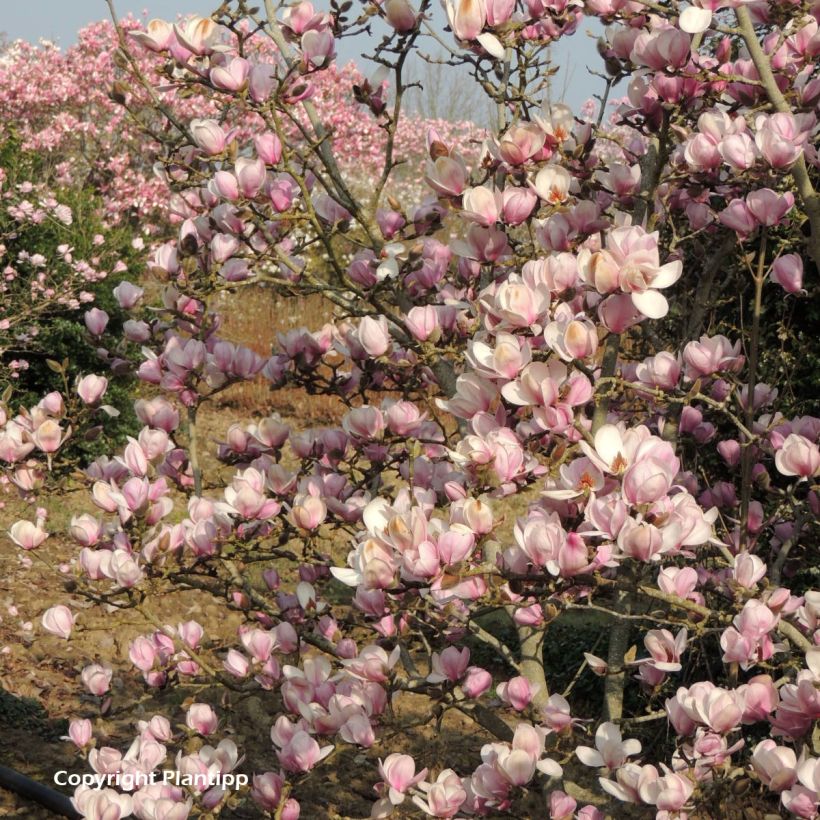 Magnolia denudata Festirose - Yulan (Porte)