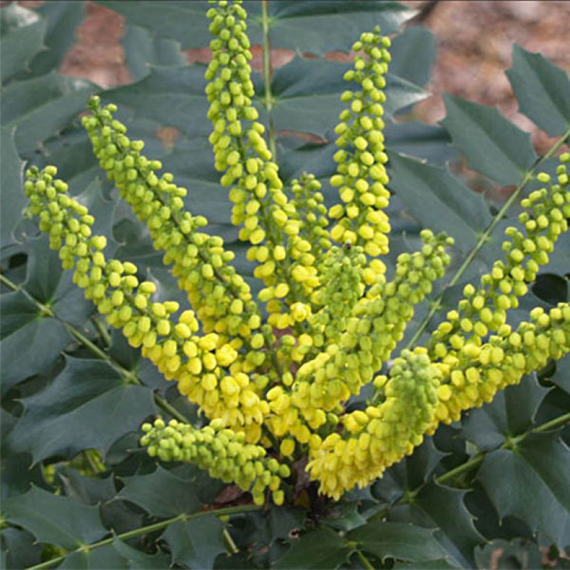 Mahonia japonica Hivernant (Floración)