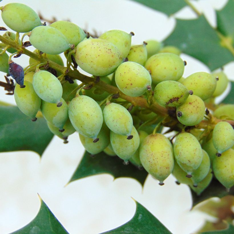 Mahonia media Charity (Cosecha)