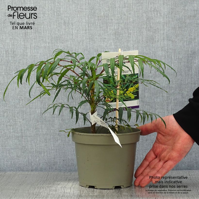 Mahonia Volcano Pot de 2/3L. Ejemplar entregado en invierno