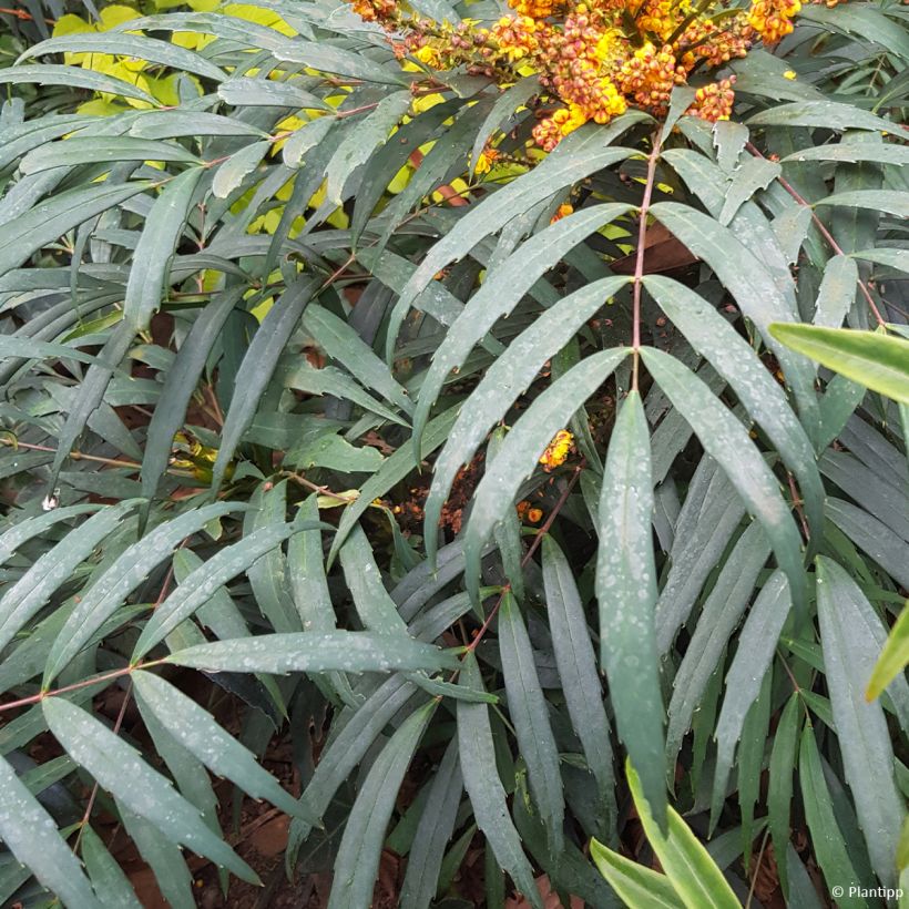 Mahonia eurybracteata Volcano (Follaje)