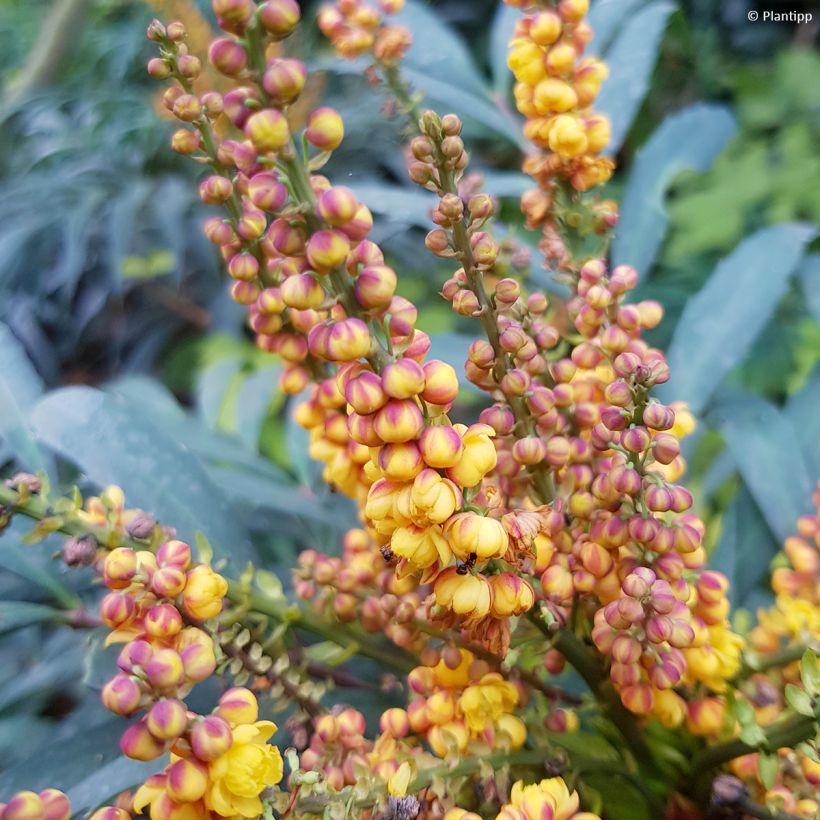 Mahonia eurybracteata Volcano (Floración)