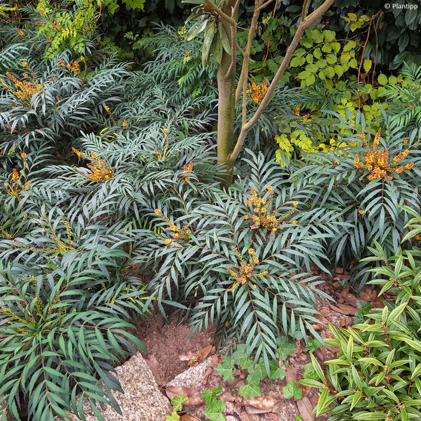 Mahonia eurybracteata Volcano (Porte)