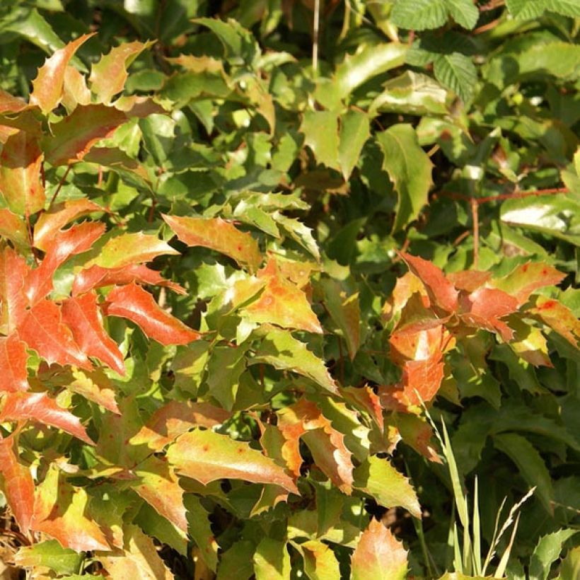 Mahonia aquifolium (Follaje)