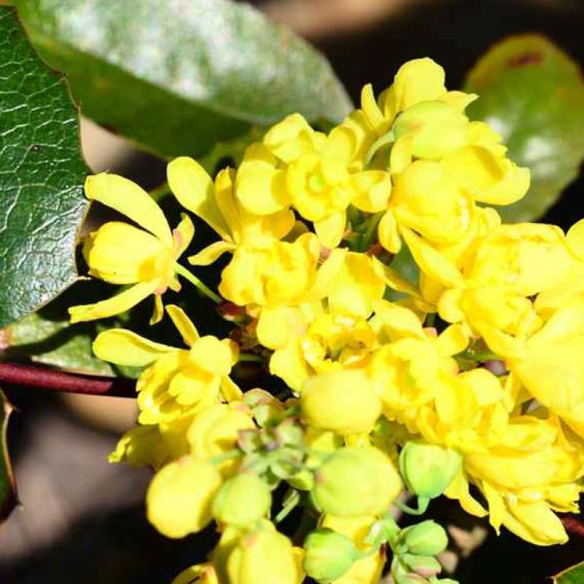 Mahonia aquifolium (Floración)