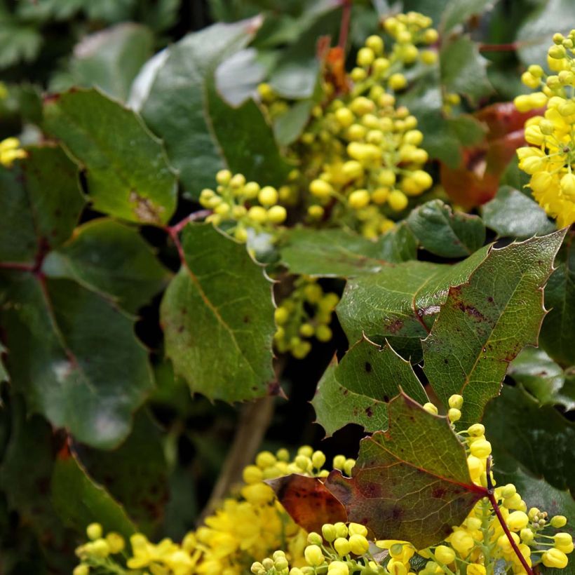 Mahonia aquifolium Apollo (Follaje)