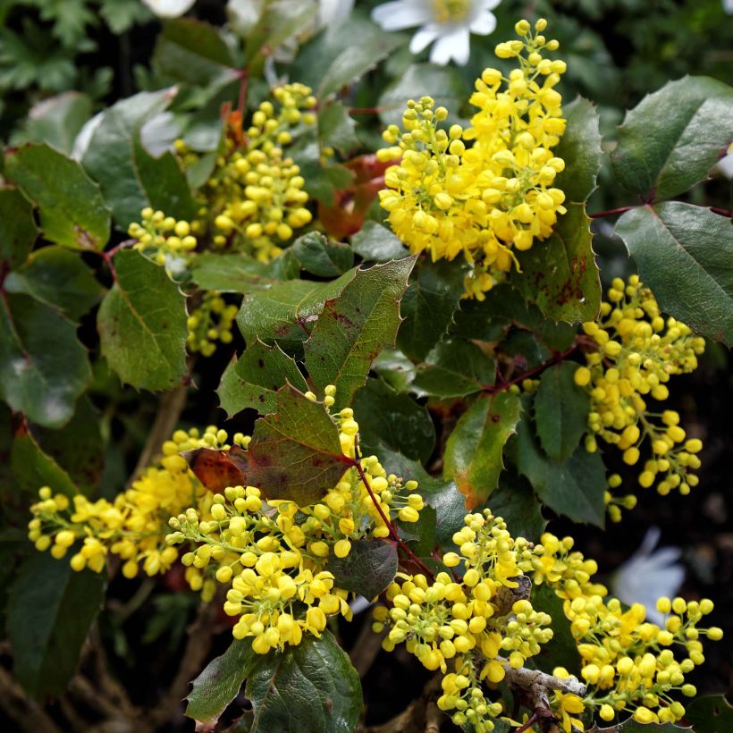 Mahonia aquifolium Apollo (Floración)