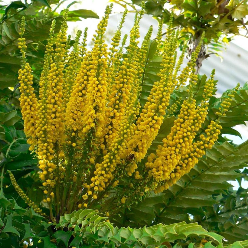 Mahonia bealei (Floración)