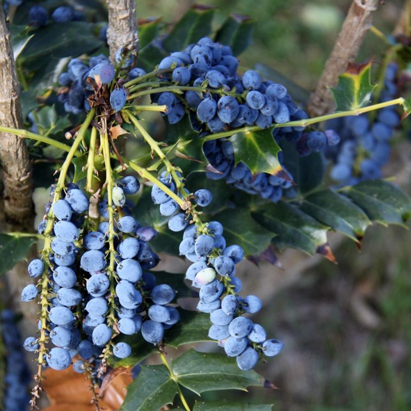 Mahonia bealei (Cosecha)