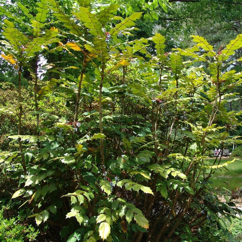 Mahonia bealei (Porte)